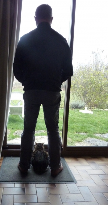 hommage,linette,chatte,minette,félin
