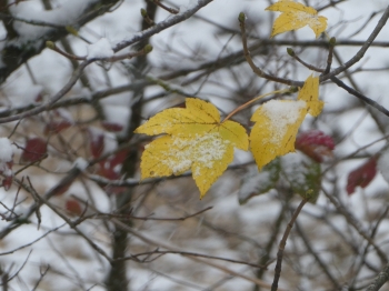 sur un sentier recouvert,prairie journal,carnets,christian cottet-emard,feuilles d'automne,neige,forêt,arbre,chemin,littérature,musique,leoš janáček,piano