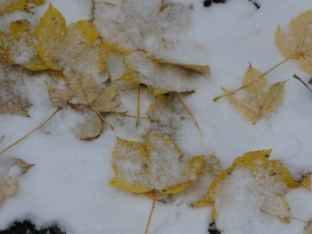 sur un sentier recouvert,prairie journal,carnets,christian cottet-emard,feuilles d'automne,neige,forêt,arbre,chemin,littérature,musique,leoš janáček,piano