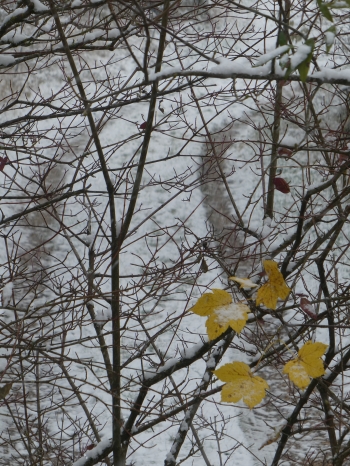 sur un sentier recouvert,prairie journal,carnets,christian cottet-emard,feuilles d'automne,neige,forêt,arbre,chemin,littérature,musique,leoš janáček,piano