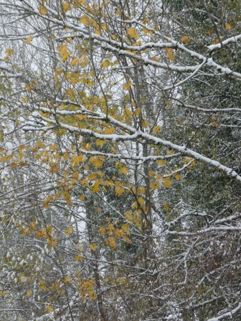 sur un sentier recouvert,prairie journal,carnets,christian cottet-emard,feuilles d'automne,neige,forêt,arbre,chemin,littérature,musique,leoš janáček,piano