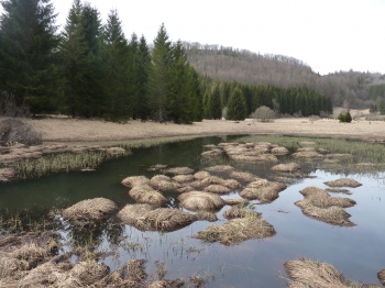 balade,nature,jura,haut bugey,lac,forêt,tourbière,printemps,crocus,paille,blache,zone humide,christian cottet-emard,photo,blog littéraire de christian cottet-emard