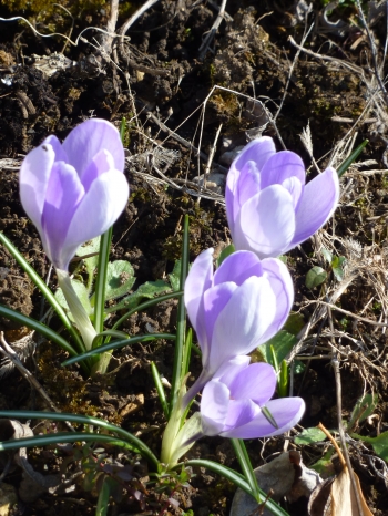 balade,nature,jura,haut bugey,lac,forêt,tourbière,printemps,crocus,paille,blache,zone humide,christian cottet-emard,photo,blog littéraire de christian cottet-emard